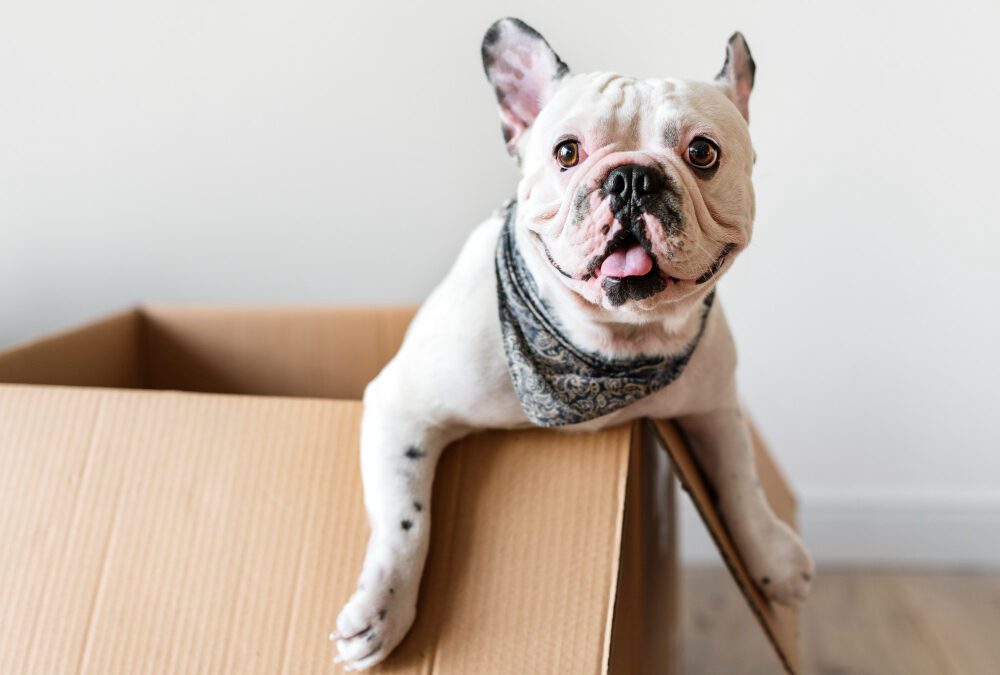 Come organizzare un trasloco con animali domestici