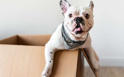 Come organizzare un trasloco con animali domestici