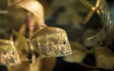 Come organizzare il trasloco di un acquario senza mettere a rischio pesci, piante e attrezzature