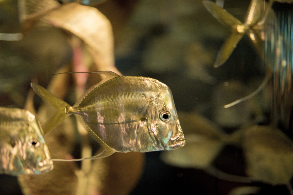 Come organizzare il trasloco di un acquario senza mettere a rischio pesci, piante e attrezzature
